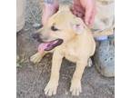 Adopt Peanut a Tan/Yellow/Fawn Wirehaired Fox Terrier / Mixed dog in joppa