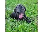 Adopt Oreo a Black Wirehaired Fox Terrier / Mixed dog in joppa, MD (38930754)