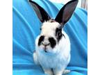 Adopt Pretzel a English Spot / Mixed rabbit in Michigan City, IN (38930749)