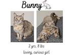 Adopt Bunny a Domestic Mediumhair / Mixed (short coat) cat in Albany