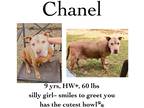 Adopt Chanel a American Pit Bull Terrier / Mixed dog in Albany, GA (38930713)