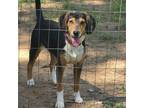 Adopt Myra a Black Beagle / Mixed dog in Lynchburg, VA (38930629)