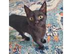 Adopt Hamilton a All Black Domestic Shorthair / Mixed cat in Fort Lauderdale