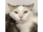 Adopt Thing 2 a White Domestic Longhair / Mixed cat in Spanish Fork