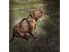 Adopt Ruby a Brindle - with White Mastiff / Mastiff / Mixed dog in Kansas City