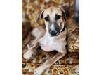 Adopt Elvis a Tan/Yellow/Fawn - with White Greyhound / Sloughi / Mixed dog in