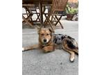 Adopt Rio a Merle Australian Cattle Dog / Mixed dog in Carlsbad, CA (38930391)