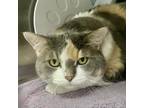 Adopt Loretta a Calico or Dilute Calico Domestic Shorthair / Mixed cat in