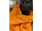 Adopt Friday a All Black Domestic Shorthair / Mixed (short coat) cat in Kent