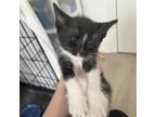 Adopt Rambler a All Black Domestic Shorthair / Mixed cat in New York
