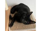 Adopt Mustang a All Black Domestic Shorthair / Mixed cat in New York