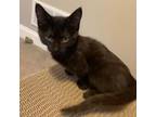 Adopt Blackberry a All Black Domestic Shorthair / Mixed cat in St Paul