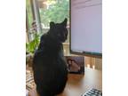 Adopt Felix and Cleopatra ("Cleo") a Black (Mostly) American Shorthair / Mixed
