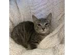 Adopt Shakira a Brown or Chocolate Domestic Mediumhair / Mixed cat in Los