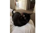 Adopt Oliver a Black (Mostly) Domestic Shorthair / Mixed (short coat) cat in