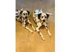 Adopt Mila & Lucas a Black - with White Dalmatian / Dalmatian / Mixed dog in Los