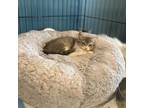 Adopt Yuki a Gray or Blue Domestic Shorthair / Mixed cat in Howard Beach