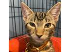 Adopt Barbie a Brown or Chocolate Domestic Shorthair / Mixed cat in Howard