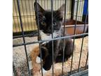 Adopt Stash a All Black Domestic Mediumhair / Mixed cat in Sand Springs