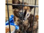 Adopt Squeak a Brown or Chocolate Domestic Shorthair / Mixed cat in Sand