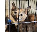 Adopt Pip a Brown or Chocolate Domestic Shorthair / Mixed cat in Sand Springs