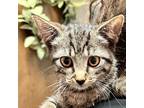 Adopt Tesla a Gray or Blue Domestic Shorthair / Mixed cat in Branson
