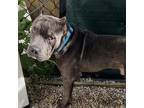 Adopt Bruce a Gray/Silver/Salt & Pepper - with Black Cane Corso / Mixed dog in