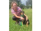 Adopt rocket a Tricolor (Tan/Brown & Black & White) Australian Kelpie / Mixed