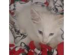 Adopt a White Domestic Shorthair / Mixed (short coat) cat in Redding