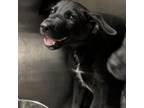 Adopt Rock a Black Shepherd (Unknown Type) / Mixed dog in Abilene, TX (38929676)