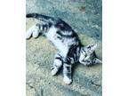 Adopt Pepper, zula,oreo, a Tiger Striped Tabby / Mixed (medium coat) cat in