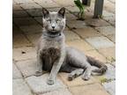 Adopt Kitty a Gray or Blue Russian Blue (short coat) cat in Springfield