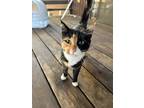 Adopt Cassie a Calico or Dilute Calico Calico / Mixed (medium coat) cat in