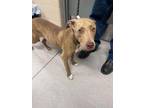 Adopt Matilda 27800 a Tan/Yellow/Fawn Pit Bull Terrier dog in Joplin