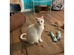 Adopt Binx a White Domestic Shorthair (short coat) cat in Temecula