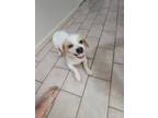 Adopt smiley a White - with Tan, Yellow or Fawn Corgi / Beagle / Mixed dog in