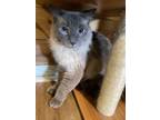 Adopt Arthur a Gray or Blue (Mostly) Domestic Mediumhair (medium coat) cat in