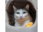 Adopt Cathy a White Domestic Shorthair / Domestic Shorthair / Mixed cat in