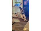 Adopt Stella a White - with Tan, Yellow or Fawn Catahoula Leopard Dog / American