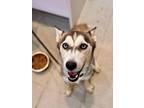 Adopt Maya a Gray/Silver/Salt & Pepper - with White Husky / Mixed dog in