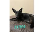 Adopt Luna a Black Shepherd (Unknown Type) dog in Phoenix, AZ (38929463)