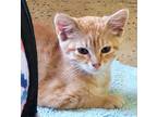 Adopt Lady Marmalade a Orange or Red Tabby Domestic Shorthair (short coat) cat