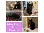 Adopt Miss Lady a All Black Domestic Shorthair / Mixed cat in West Olive