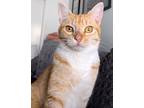 Adopt PRICILLA a Orange or Red Tabby Domestic Shorthair (short coat) cat in