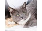 Adopt Felicia a Gray or Blue Domestic Shorthair / Mixed cat in Asheville