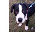 Adopt Foxtrot a Black - with White American Staffordshire Terrier / Mixed dog in