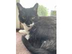 Adopt Oreo a Black & White or Tuxedo Burmese / Mixed (medium coat) cat in