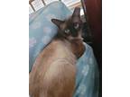 Adopt Kiki a Brown or Chocolate (Mostly) Siamese (short coat) cat in Newark