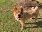 Adopt Po a Red/Golden/Orange/Chestnut Chow Chow / Mixed Breed (Medium) / Mixed