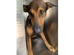 Adopt 53941170 a Brown/Chocolate Shepherd (Unknown Type) / Mixed dog in Fort